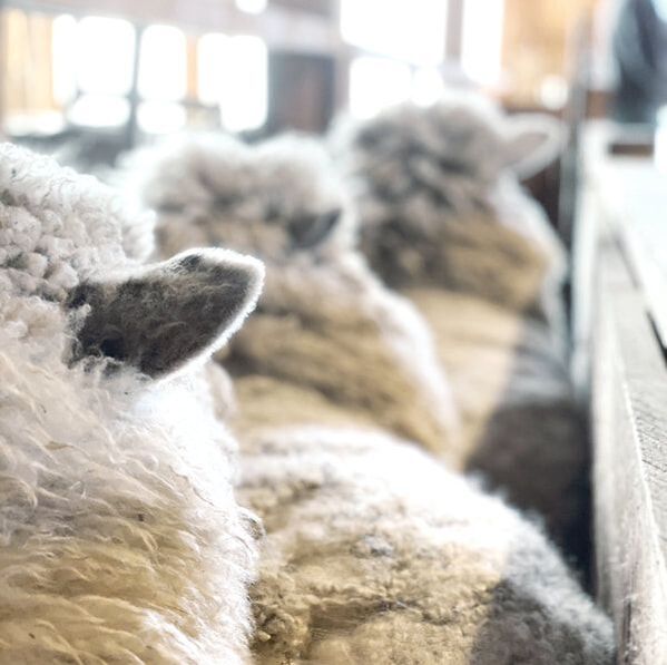 Sheep Fleece